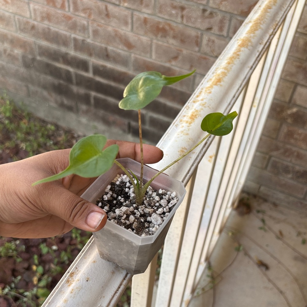 Alocasia Stingray Pup